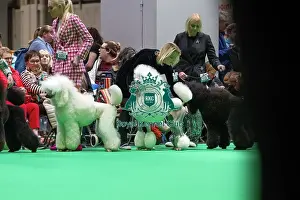 Standard Poodles being judged