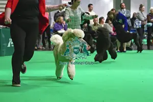 Judging Prints: Standard Poodles being judged