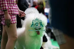 Judging Prints: Standard Poodles being judged