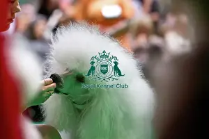 Standard Poodles being judged
