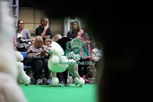 Judging Prints: Standard Poodles being judged