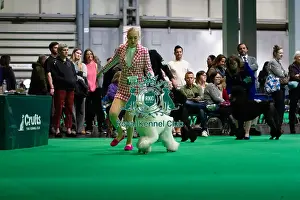 Judging Prints: Standard Poodles being judged