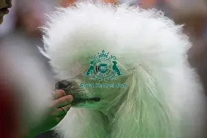 Judging Prints: Standard Poodles being judged
