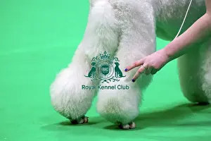 Judging Prints: Standard Poodles being judged