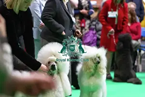 Judging Prints: Standard Poodles being judged