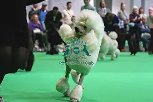 Judging Prints: Standard Poodles being judged