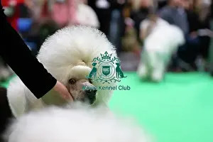 Standard Poodles being judged
