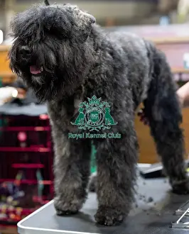 Bouvier Des Flandres Prints: Steve & Helen Dallow from Merthyr Tydfil
