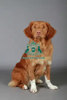 stock images, stock, KCPL, KCPL_Stock, commerical