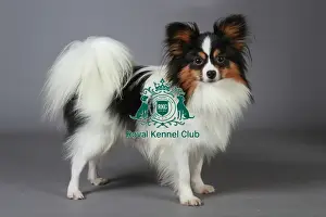 stock images, stock, KCPL, KCPL_Stock, commerical