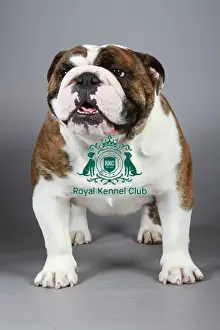 Studio Photos Of Breeds Prints: stock images, stock, KCPL, KCPL_Stock, commerical