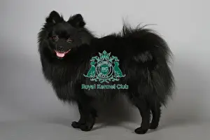 Studio Photos Of Breeds Prints: stock images, stock, KCPL, KCPL_Stock, commerical