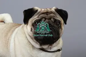 Studio Photos Of Breeds Prints: stock images, stock, KCPL, KCPL_Stock, commerical