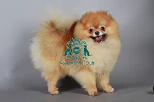 Studio Photos Of Breeds Prints: stock images, stock, KCPL, KCPL_Stock, commerical