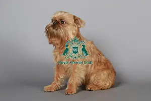 Studio Photos Of Breeds Prints: stock images, stock, KCPL, KCPL_Stock, commerical