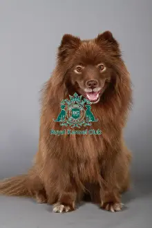 Studio Photos Of Breeds Prints: stock images, stock, KCPL, KCPL_Stock, commerical