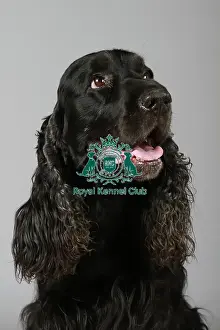 Studio Photos Of Breeds Prints: stock images, stock, KCPL, KCPL_Stock, commerical