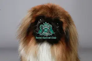 Studio Photos Of Breeds Prints: stock images, stock, KCPL, KCPL_Stock, commerical