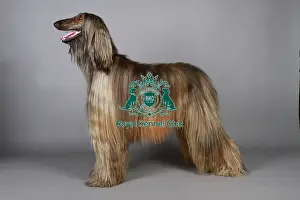 Studio Photos Of Breeds Prints: stock images, stock, KCPL, KCPL_Stock, commerical