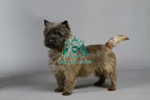Studio Photos Of Breeds Prints: stock images, stock, KCPL, KCPL_Stock, commerical