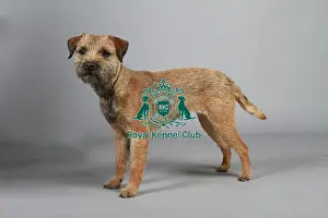 Studio Photos Of Breeds Prints: stock images, stock, KCPL, KCPL_Stock, commerical