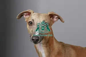 Studio Photos Of Breeds Prints: stock images, stock, KCPL, KCPL_Stock, commerical