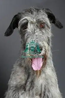 Studio Photos Of Breeds Prints: stock images, stock, KCPL, KCPL_Stock, commerical