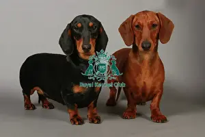 Studio Photos Of Breeds Prints: stock images, stock, KCPL, KCPL_Stock, commerical