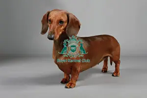 Studio Photos Of Breeds Prints: stock images, stock, KCPL, KCPL_Stock, commerical