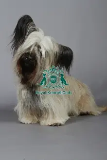 Studio Photos Of Breeds Prints: stock images, stock, KCPL, KCPL_Stock, commerical