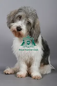 Studio Photos Of Breeds Prints: stock images, stock, KCPL, KCPL_Stock, commerical