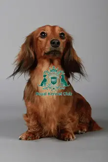 Studio Photos Of Breeds Prints: stock images, stock, KCPL, KCPL_Stock, commerical