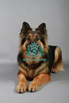 Studio Photos Of Breeds Prints: stock images, stock, KCPL, KCPL_Stock, commerical