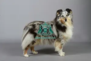 Studio Photos Of Breeds Prints: stock images, stock, KCPL, KCPL_Stock, commerical