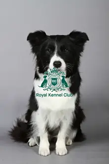 Studio Photos Of Breeds Prints: stock images, stock, KCPL, KCPL_Stock, commerical