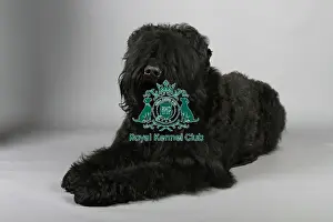 Studio Photos Of Breeds Prints: stock images, stock, KCPL, KCPL_Stock, commerical