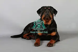 Studio Photos Of Breeds Prints: stock images, stock, KCPL, KCPL_Stock, commerical