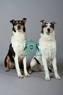 Studio Photos Of Breeds Prints: stock images, stock, KCPL, KCPL_Stock, commerical
