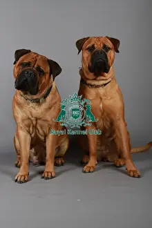 Studio Photos Of Breeds Prints: stock images, stock, KCPL, KCPL_Stock, commerical