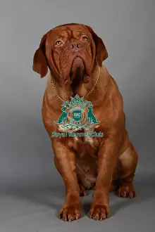 Studio Photos Of Breeds Prints: stock images, stock, KCPL, KCPL_Stock, commerical
