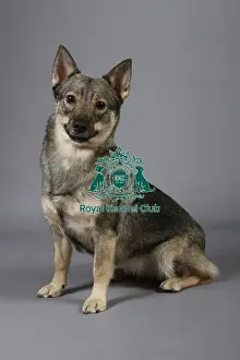 Studio Photos Of Breeds Prints: stock images, stock, KCPL, KCPL_Stock, commerical