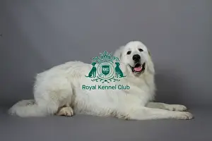 Studio Photos Of Breeds Prints: stock images, stock, KCPL, KCPL_Stock, commerical