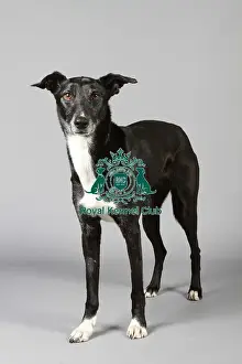 Studio Photos Of Breeds Prints: stock images, stock, KCPL, KCPL_Stock, commerical