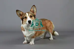 Studio Photos Of Breeds Prints: stock images, stock, KCPL, KCPL_Stock, commerical