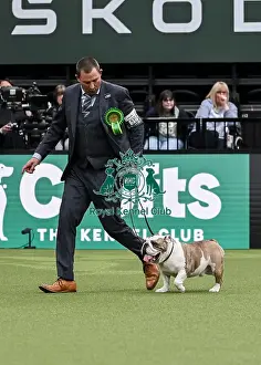 Bulldog Prints: Stu Lowthian from Staffordshire with Charlie