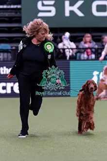 Irish Setter Prints: Sue Edwards from Eversley, Hampshire with Keira