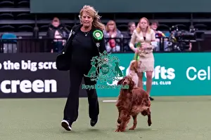 Irish Setter Prints: Sue Edwards from Eversley, Hampshire with Keira