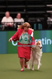 Sue Pinkerton from Exeter with Rory, a Borzoi, which was the Best of Breed winner today (Saturday 11. 03. 23), the third day of Crufts 2023, at the NEC Birmingham. Sue Pinkerton from Exeter with Rory, a Borzoi
