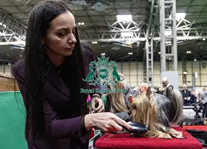 Poland Prints: Sulich Dagmara from Poland with Unclja a Yorkshire Terrier who was competing today (Friday 07/03/25)