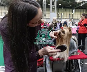 Poland Prints: Sulich Dagmara from Poland with Unclja a Yorkshire Terrier who was competing today (Friday 07/03/25)